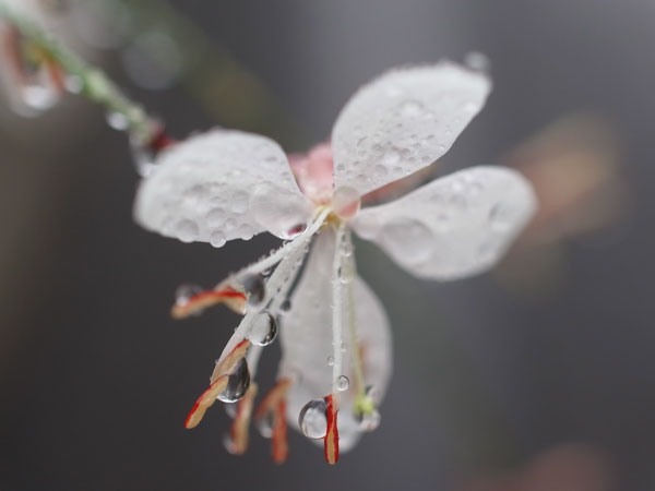 f:id:elmikamino:20101010122952j:image