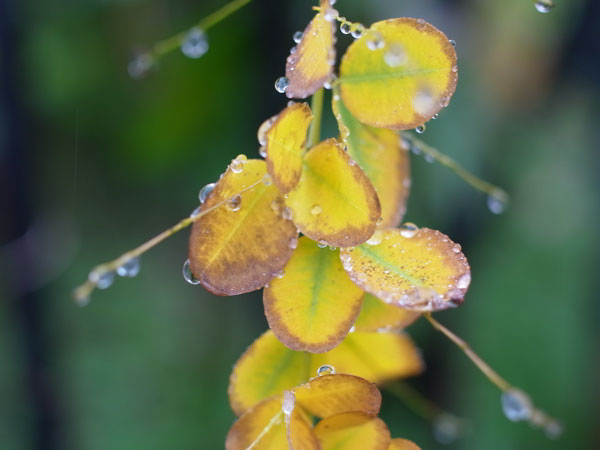 f:id:elmikamino:20101010122954j:image