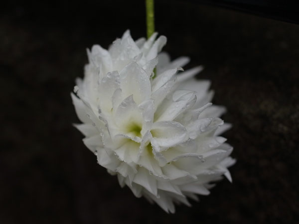 f:id:elmikamino:20101010122956j:image