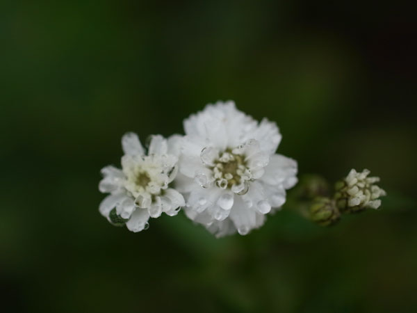 f:id:elmikamino:20101010122958j:image