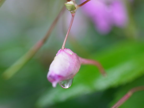 f:id:elmikamino:20101010122959j:image