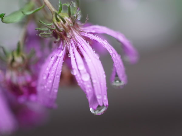 f:id:elmikamino:20101010123002j:image