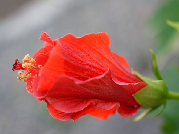 f:id:elmikamino:20101011124747j:image