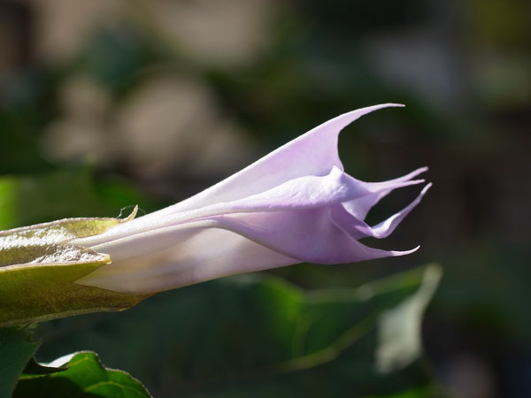 f:id:elmikamino:20101011124751j:image