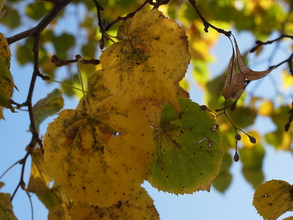 f:id:elmikamino:20101011124754j:image