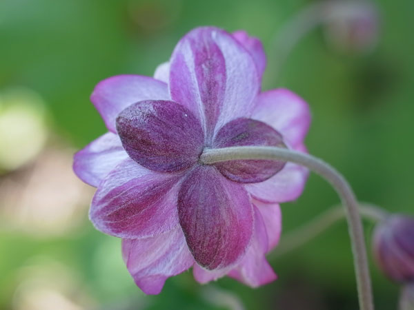 f:id:elmikamino:20101011124755j:image