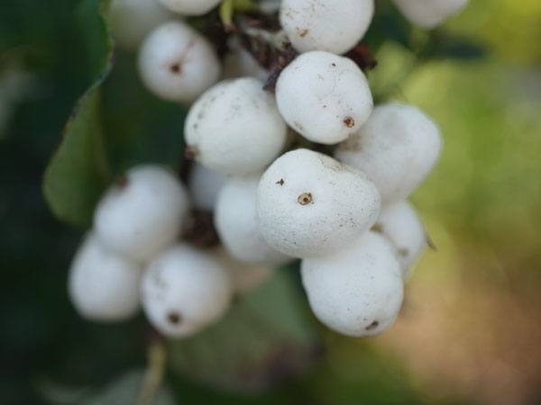 f:id:elmikamino:20101011124756j:image