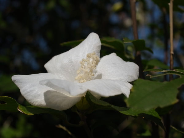 f:id:elmikamino:20101011124802j:image