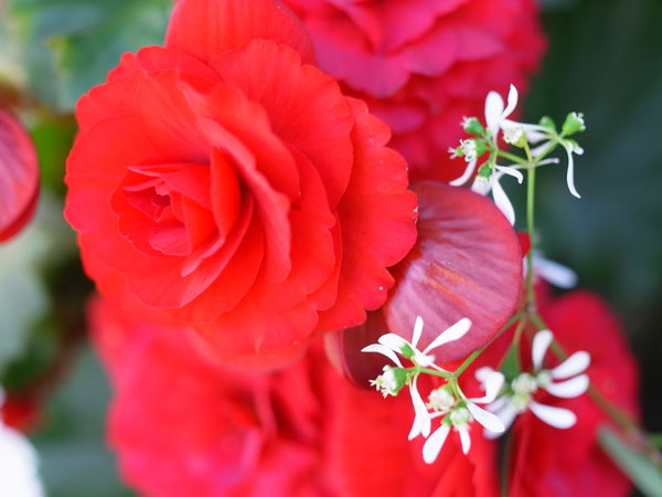 f:id:elmikamino:20101011124804j:image