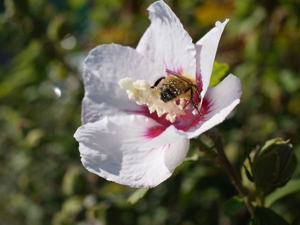 f:id:elmikamino:20101011124805j:image