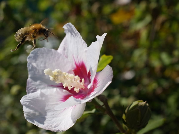 f:id:elmikamino:20101011124806j:image