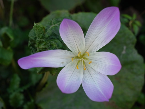 f:id:elmikamino:20101011124812j:image