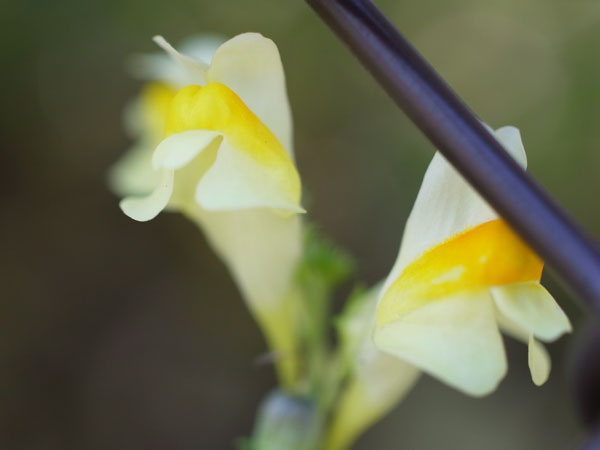 f:id:elmikamino:20101011124813j:image