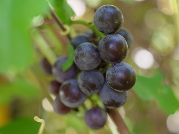 f:id:elmikamino:20101011124815j:image