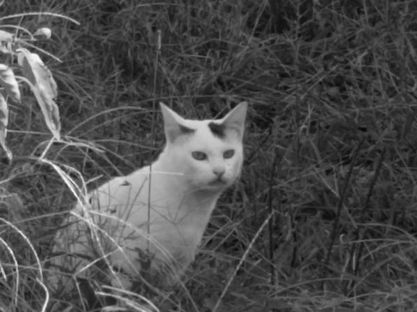 f:id:elmikamino:20101011125101j:image