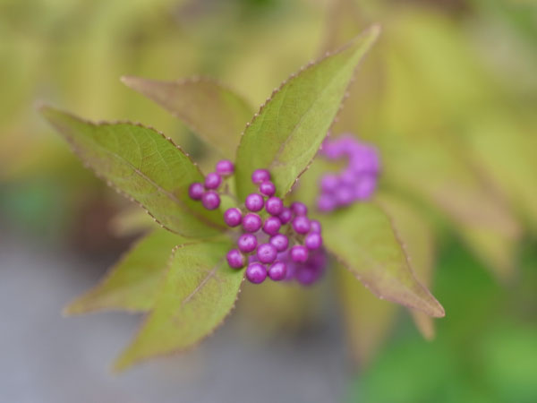 f:id:elmikamino:20101015095958j:image