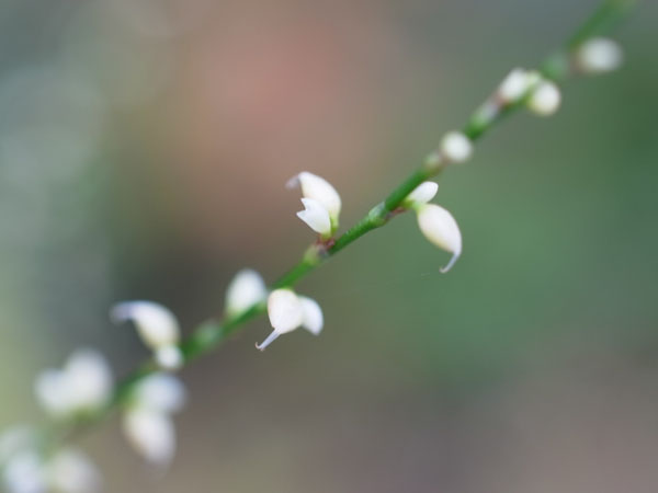 f:id:elmikamino:20101015100031j:image