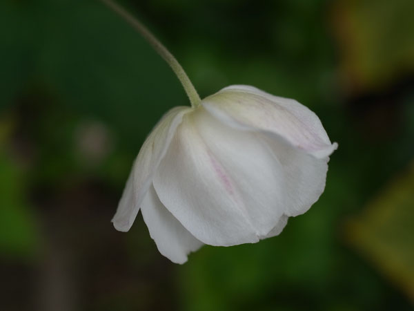 f:id:elmikamino:20101015100103j:image
