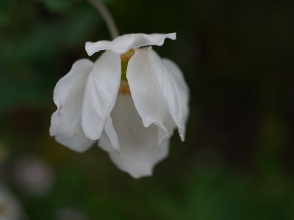 f:id:elmikamino:20101015100123j:image