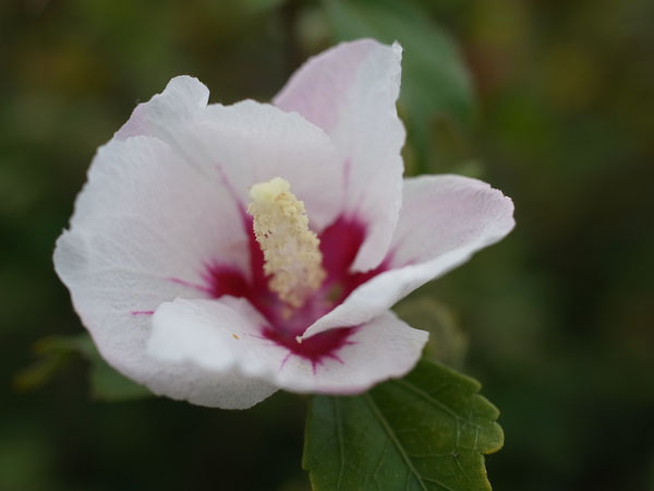 f:id:elmikamino:20101015100900j:image