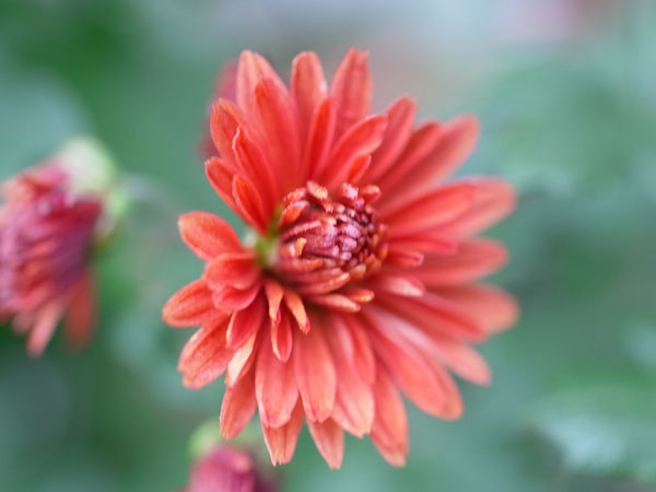 f:id:elmikamino:20101015101213j:image