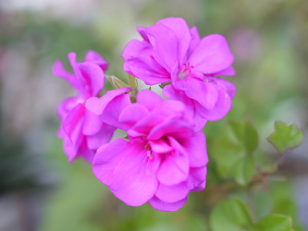 f:id:elmikamino:20101015101251j:image