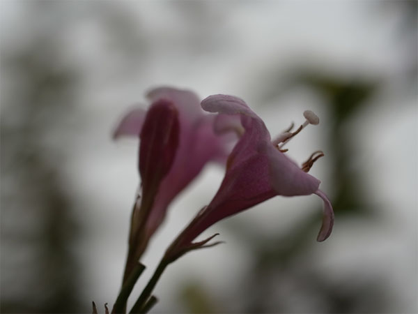 f:id:elmikamino:20101015101934j:image