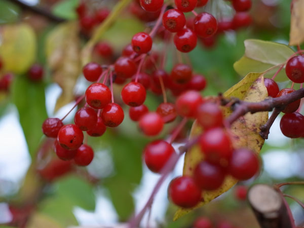 f:id:elmikamino:20101015102330j:image