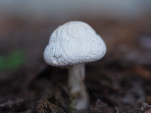 f:id:elmikamino:20101015103140j:image