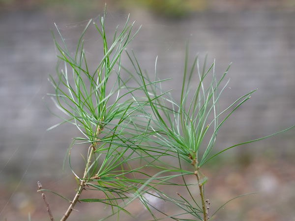 f:id:elmikamino:20101020102809j:image f:id:elmikamino:20101020102809j:image