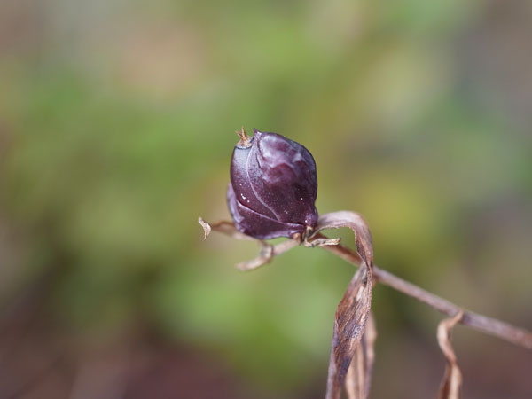 f:id:elmikamino:20101020103205j:image f:id:elmikamino:20101020103205j:image