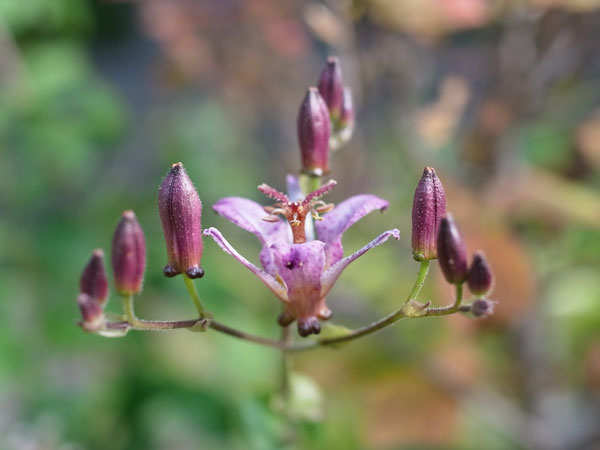 f:id:elmikamino:20101020103430j:image f:id:elmikamino:20101020103430j:image