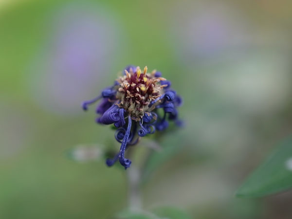 f:id:elmikamino:20101020104614j:image f:id:elmikamino:20101020104614j:image