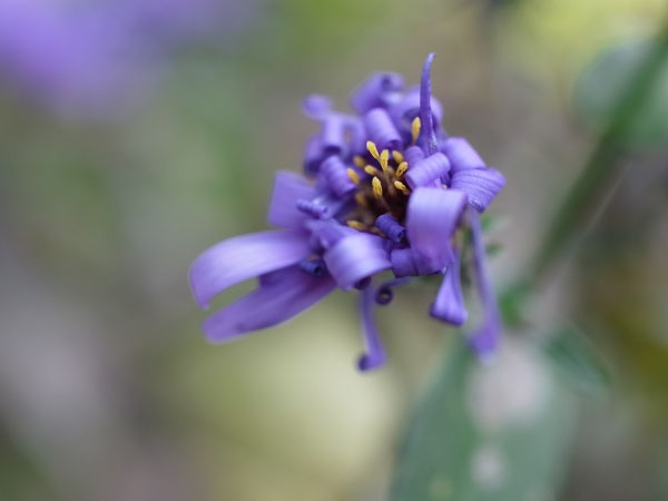 f:id:elmikamino:20101020104631j:image f:id:elmikamino:20101020104631j:image