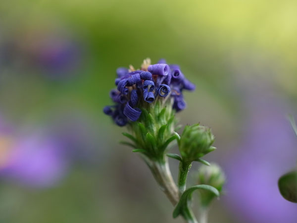 f:id:elmikamino:20101020104646j:image f:id:elmikamino:20101020104646j:image