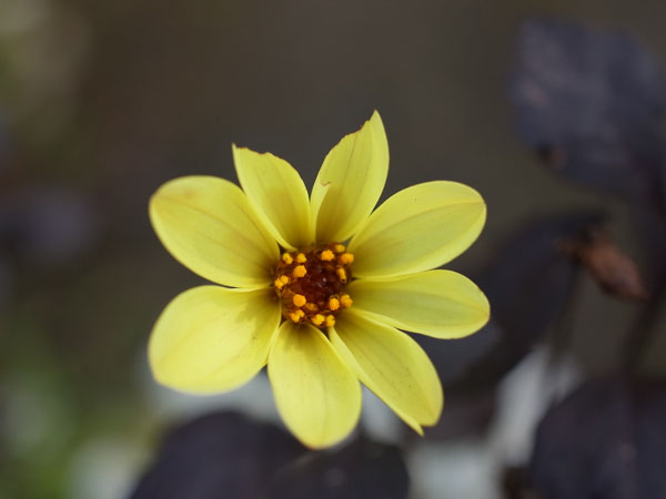 f:id:elmikamino:20101020104827j:image f:id:elmikamino:20101020104827j:image