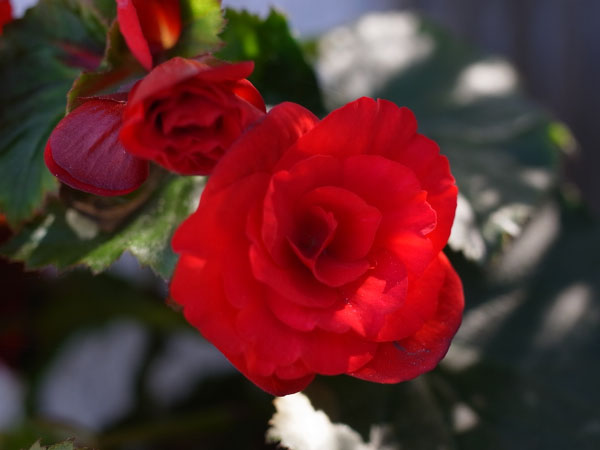 f:id:elmikamino:20101020104929j:image f:id:elmikamino:20101020104929j:image