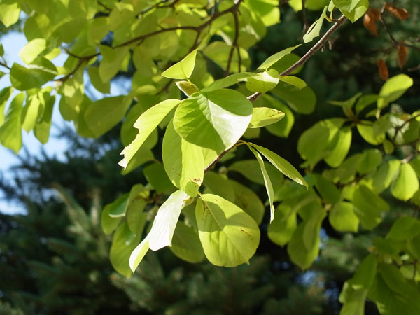 f:id:elmikamino:20101020105641j:image f:id:elmikamino:20101020105641j:image