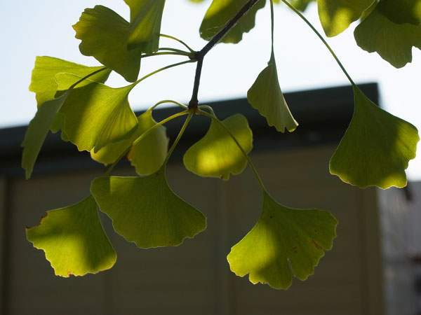 f:id:elmikamino:20101020105720j:image f:id:elmikamino:20101020105720j:image