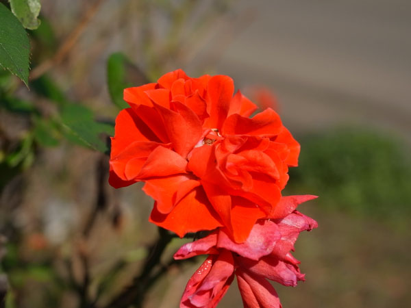 f:id:elmikamino:20101020110118j:image f:id:elmikamino:20101020110118j:image