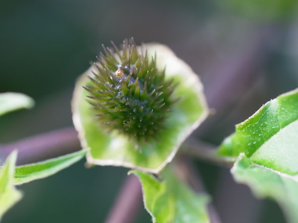 f:id:elmikamino:20101020110705j:image f:id:elmikamino:20101020110705j:image