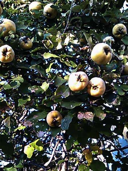 f:id:elmikamino:20101030002316j:image