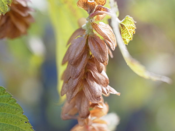 f:id:elmikamino:20101031120626j:image f:id:elmikamino:20101031120626j:image