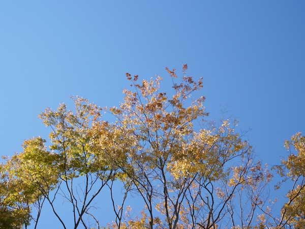 f:id:elmikamino:20101031120627j:image f:id:elmikamino:20101031120627j:image