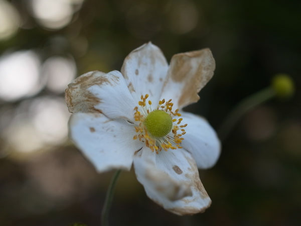 f:id:elmikamino:20101031120628j:image f:id:elmikamino:20101031120628j:image