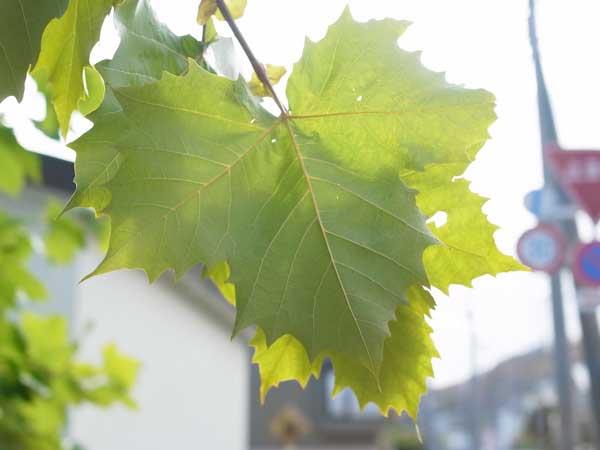 f:id:elmikamino:20101031120633j:image f:id:elmikamino:20101031120633j:image