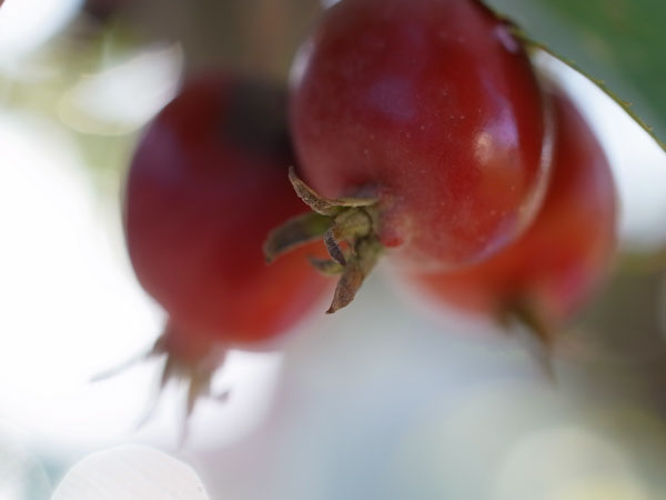 f:id:elmikamino:20101031120634j:image f:id:elmikamino:20101031120634j:image