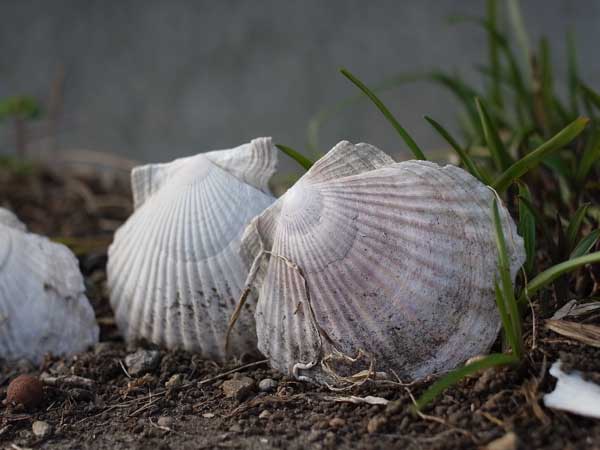 f:id:elmikamino:20101031120635j:image f:id:elmikamino:20101031120635j:image