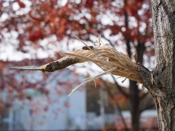 f:id:elmikamino:20101031120636j:image f:id:elmikamino:20101031120636j:image