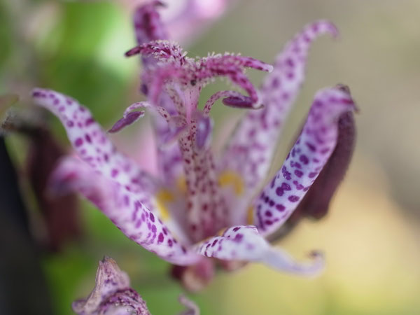 f:id:elmikamino:20101031120638j:image f:id:elmikamino:20101031120638j:image